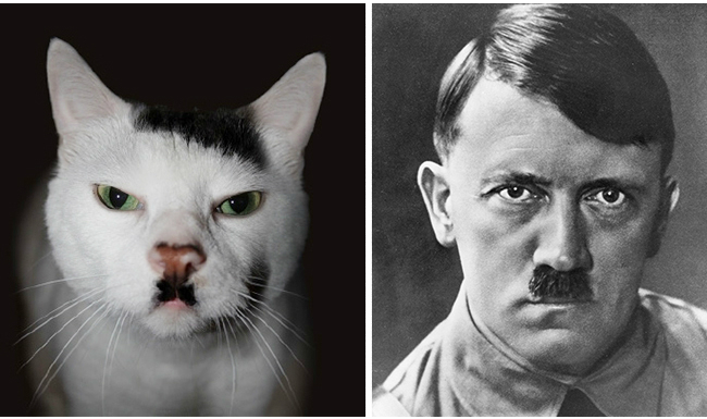 cat-looks-like-hitler.jpg