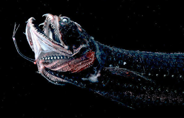 deep-sea dragonfish