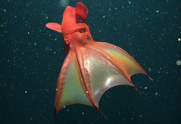 vampire-squid